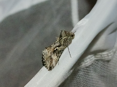 Autographa californica
