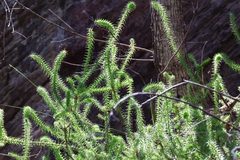 Epacris pulchella