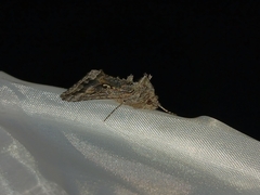 Autographa californica