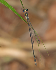 Synlestes selysi