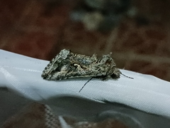 Autographa californica