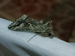 Autographa californica