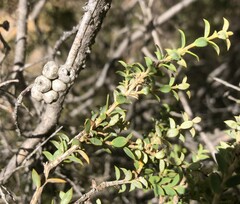 Melaleuca acuminata