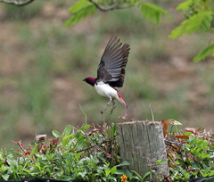Cinnyricinclus leucogaster