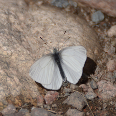 Pieris virginiensis