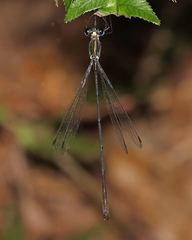 Synlestes selysi