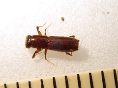 Platypus quercivorus