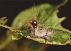 Apatelodidae