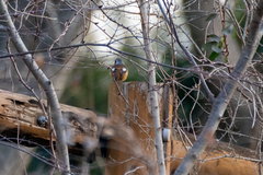 Phoenicurus auroreus