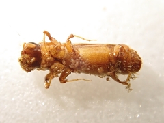 Platypus quercivorus