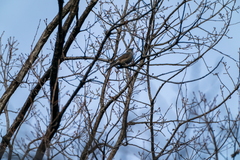 Hypsipetes amaurotis