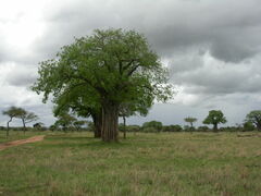 Adansonia