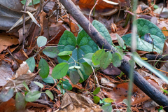 Asarum tamaense