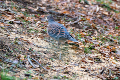Streptopelia orientalis