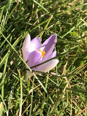 Crocus tommasinianus
