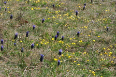 Muscari neglectum