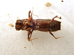 Platypus quercivorus