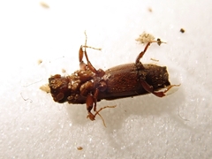 Platypus quercivorus