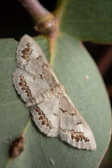 Dithalama cosmospila