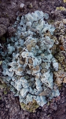 Squamarina lentigera