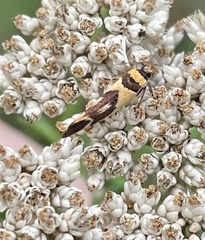 Macrobathra chrysotoxa