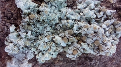 Squamarina lentigera