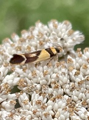 Macrobathra chrysotoxa