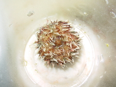 Echinoidea