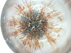 Echinoidea