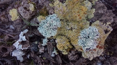 Squamarina lentigera