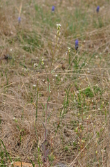 Arabis recta