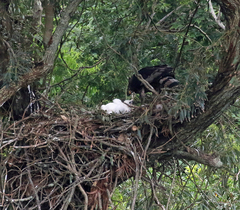 Stephanoaetus coronatus