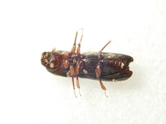 Xyleborus exesus