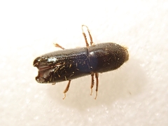 Xyleborus exesus