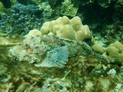 Scorpaenopsis