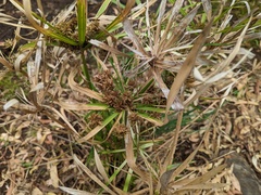 Cyperus vaginatus