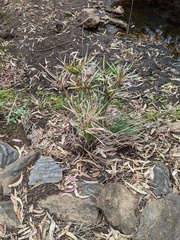Cyperus vaginatus