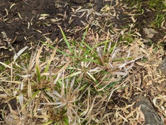 Cyperus vaginatus