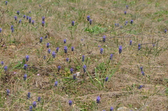 Muscari neglectum