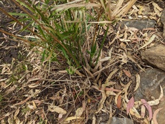 Cyperus vaginatus