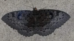 Erebus walkeri