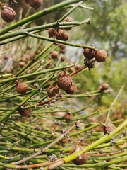 Retanilla ephedra