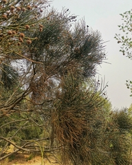 Retanilla ephedra