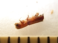 Platypus calamus