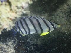 Chaetodon octofasciatus