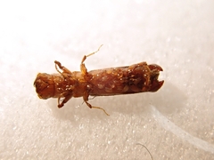Platypus calamus