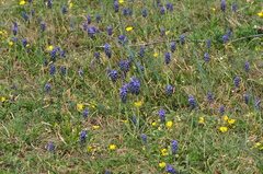 Muscari neglectum