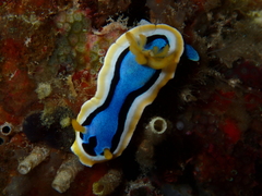 Chromodoris annae