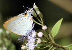 Hypolycaena erylus