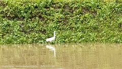 Ardea intermedia
